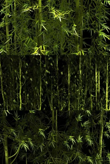 Bamboo