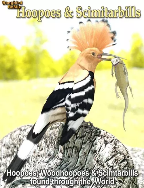 Songbird ReMix Hoopoes & Scimitarbills