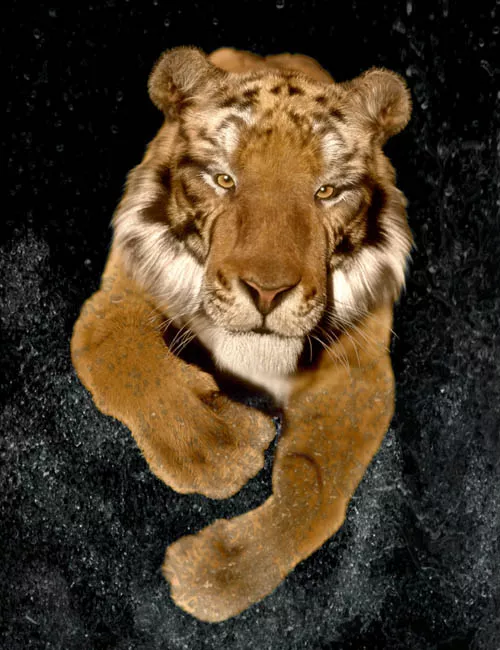 Felidae by AM - Tiger