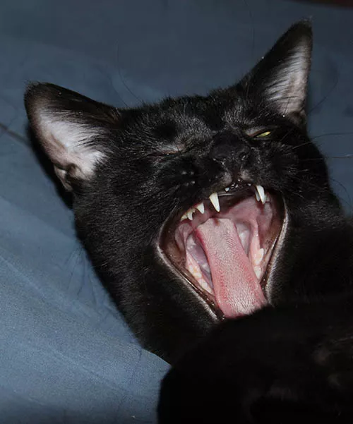 dforce - Belladonna - Genesis 8