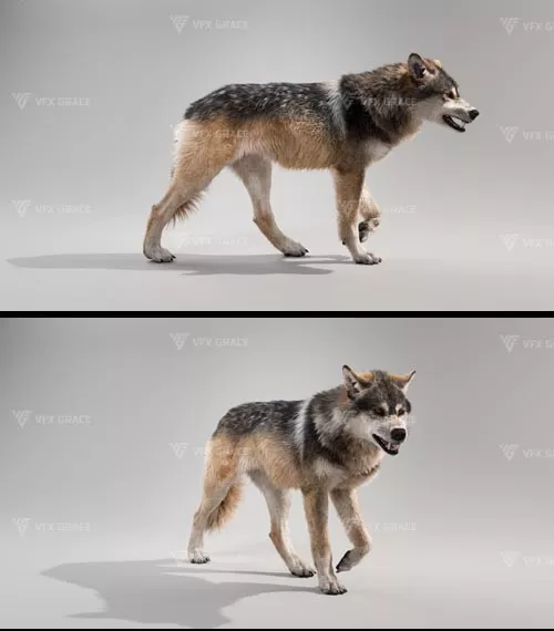 Realistic Eurasian Wolf 3D Model – High-Detail Rig for Blender Animations