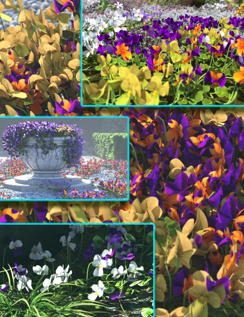 Cottage Garden Flowers - Violas