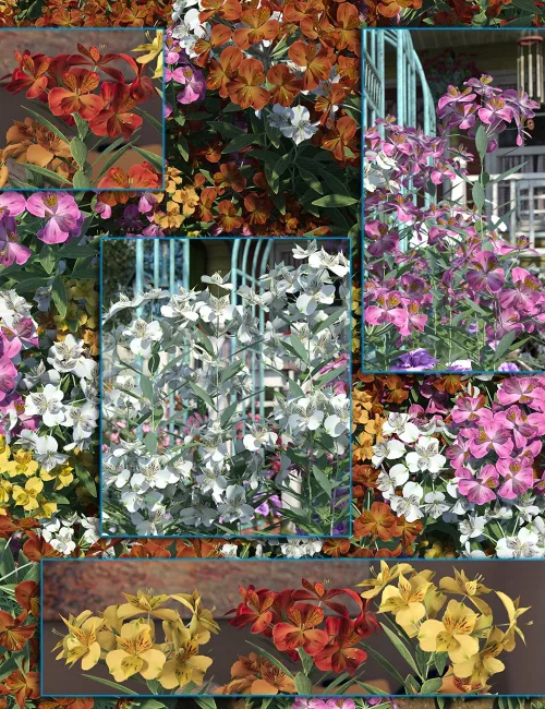 Cottage Garden Plants - Alstromeria
