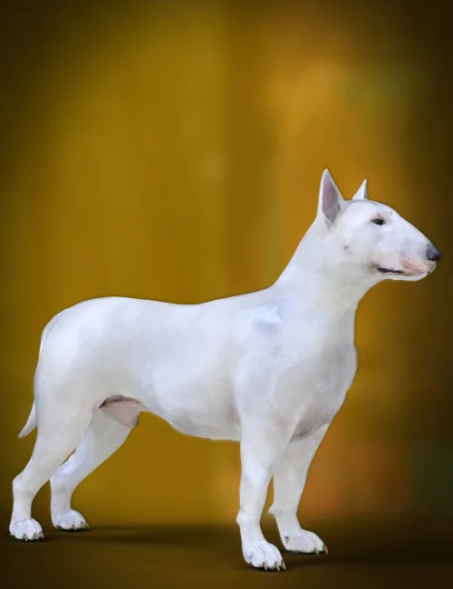 DA Bull Terrier for Daz Dog 8