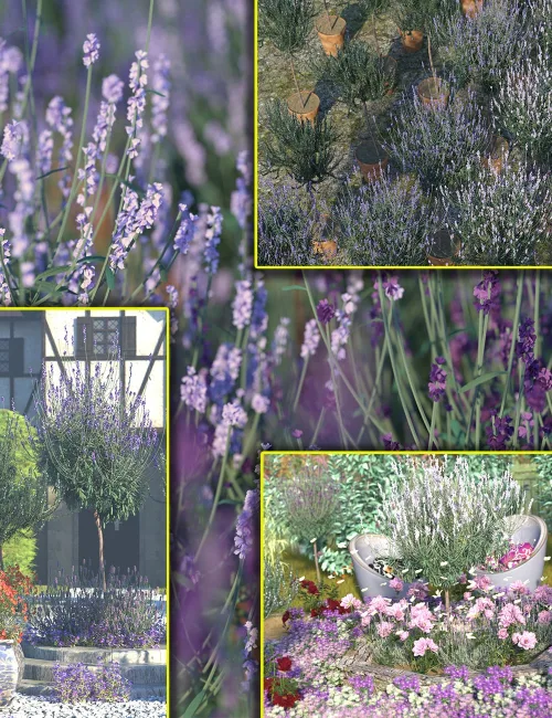 Formal Herb Bushes