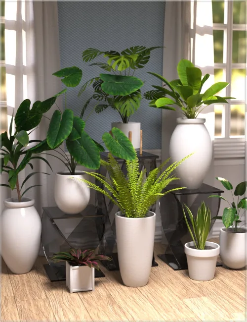 Plant Collection - House Plants