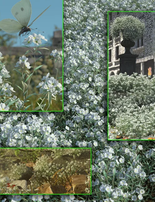 Snow In Summer - Cottage Garden Flowers