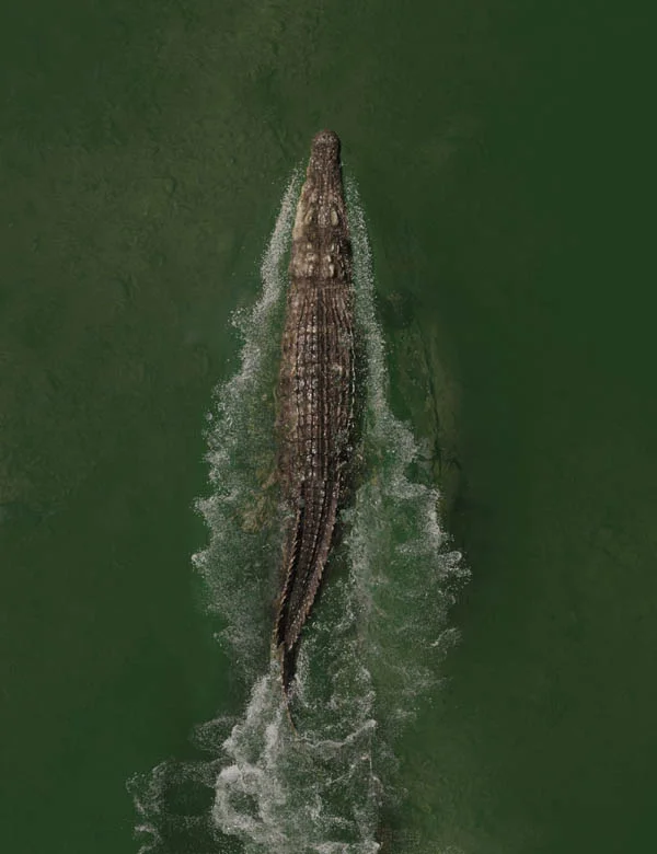 Saltwater Crocodile by AM